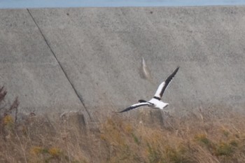 Common Shelduck 大阪府 Wed, 11/8/2023