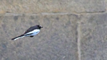 2023年11月25日(土) 京都御苑の野鳥観察記録