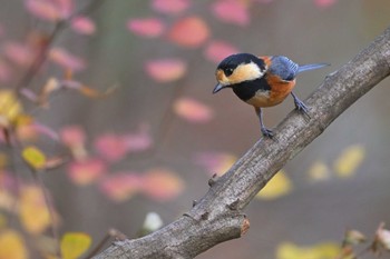 Varied Tit 埼玉県県民の森 Thu, 11/23/2023