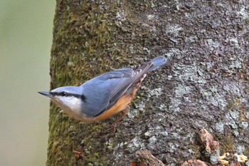 Eurasian Nuthatch 埼玉県県民の森 Thu, 11/23/2023