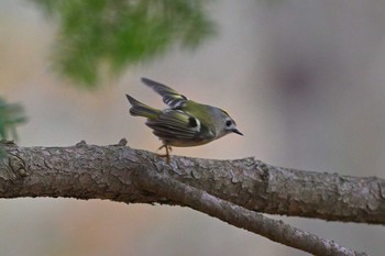 Goldcrest 埼玉県県民の森 Thu, 11/23/2023