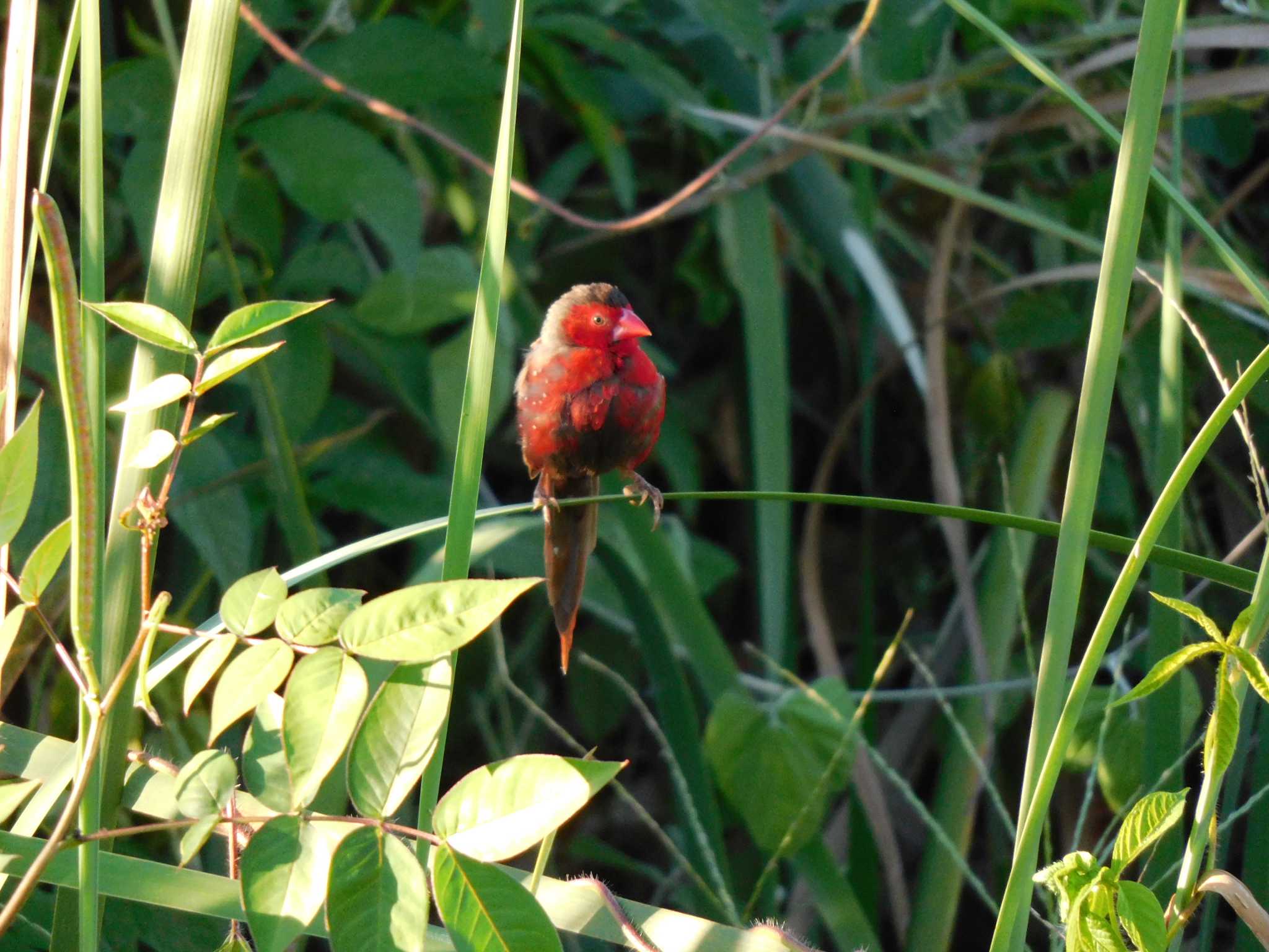 Crimson Finch