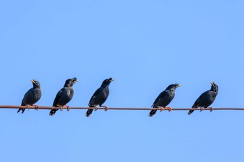 Crested Myna 喜瀬川 Sun, 11/5/2023