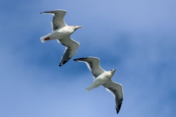 オオセグロカモメ ふなばし三番瀬海浜公園 2023年11月22日(水)