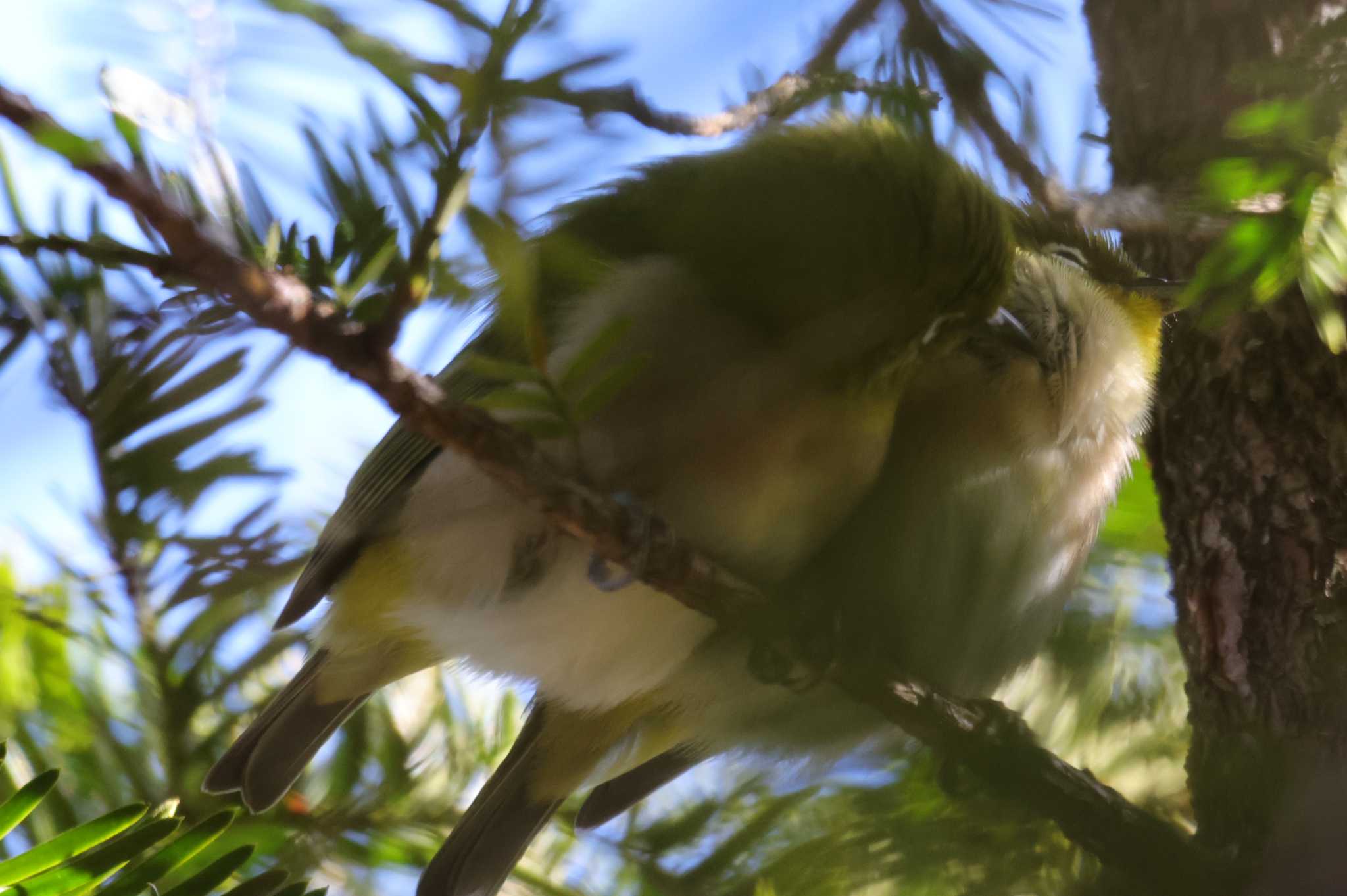 Warbling White-eye