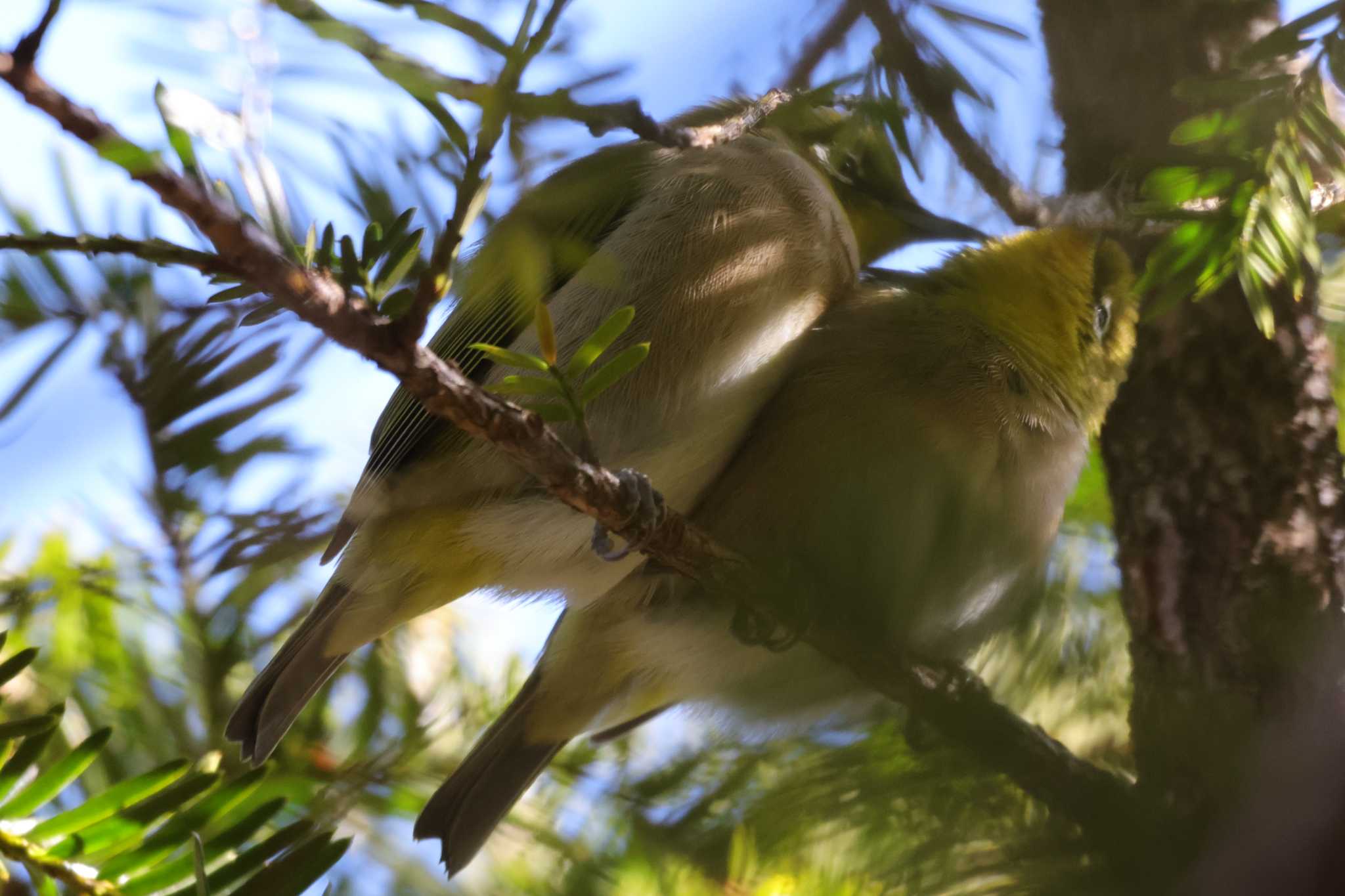 Warbling White-eye