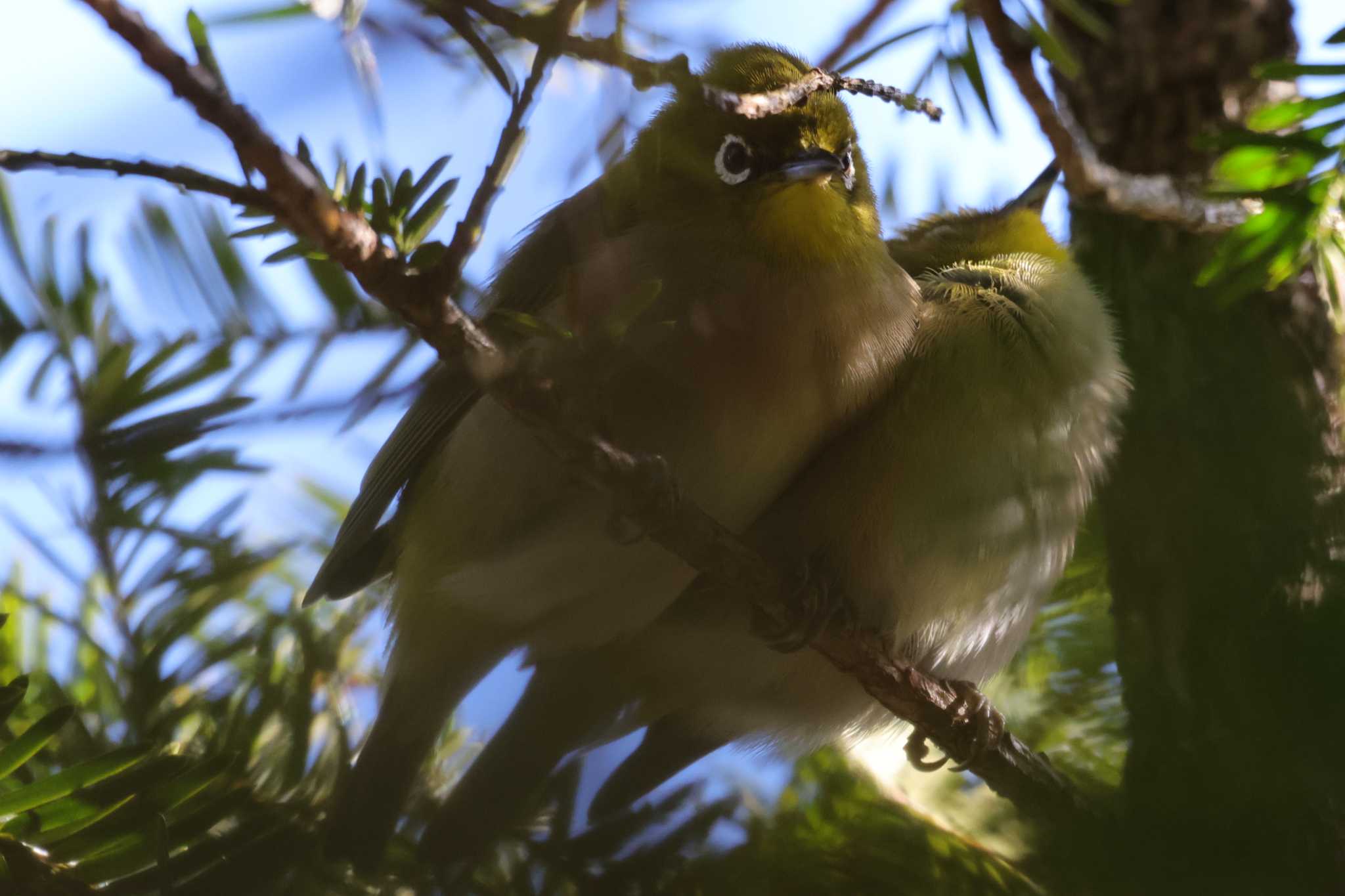 Warbling White-eye