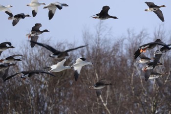 Snow Goose 長都沼(千歳市) Sat, 11/25/2023