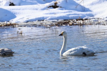 コハクチョウ 長都沼(千歳市) 2023年11月25日(土)