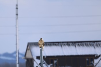 2023年11月25日(土) 長都沼(千歳市)の野鳥観察記録