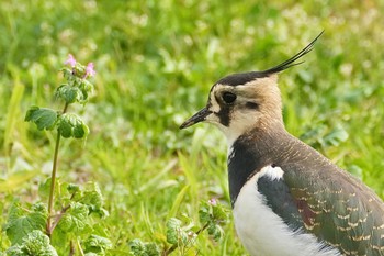 2023年11月25日(土) 平塚田んぼの野鳥観察記録