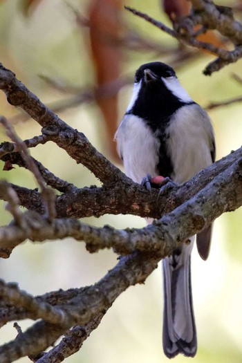 2015年10月25日(日) 岐阜公園の野鳥観察記録