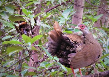 Silver Pheasant Shakujii Park Sun, 11/26/2023