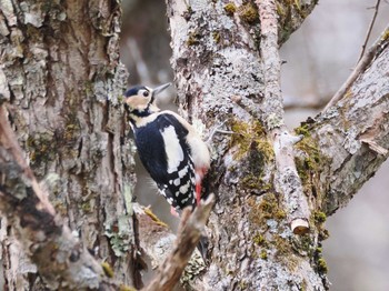 Great Spotted Woodpecker Senjogahara Marshland Fri, 11/24/2023