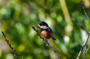 Varied Tit 衣笠山公園 Wed, 11/22/2023