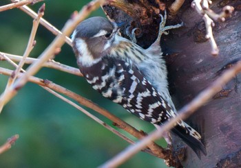 Japanese Pygmy Woodpecker 衣笠山公園 Wed, 11/22/2023