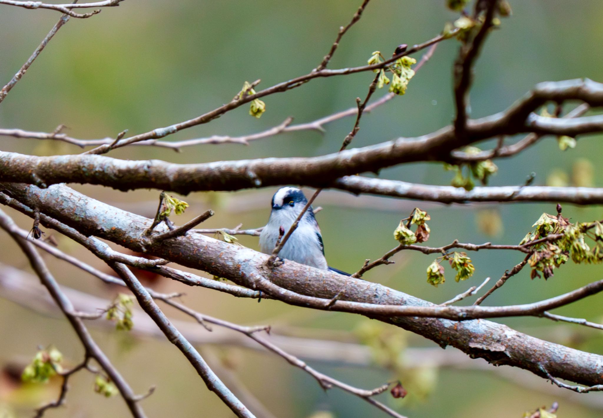 Photo of Long-tailed Tit at 丹沢湖・世附川 by room335@bell.ocn.ne.jp