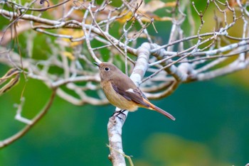 Daurian Redstart 丹沢湖・世附川 Mon, 11/20/2023