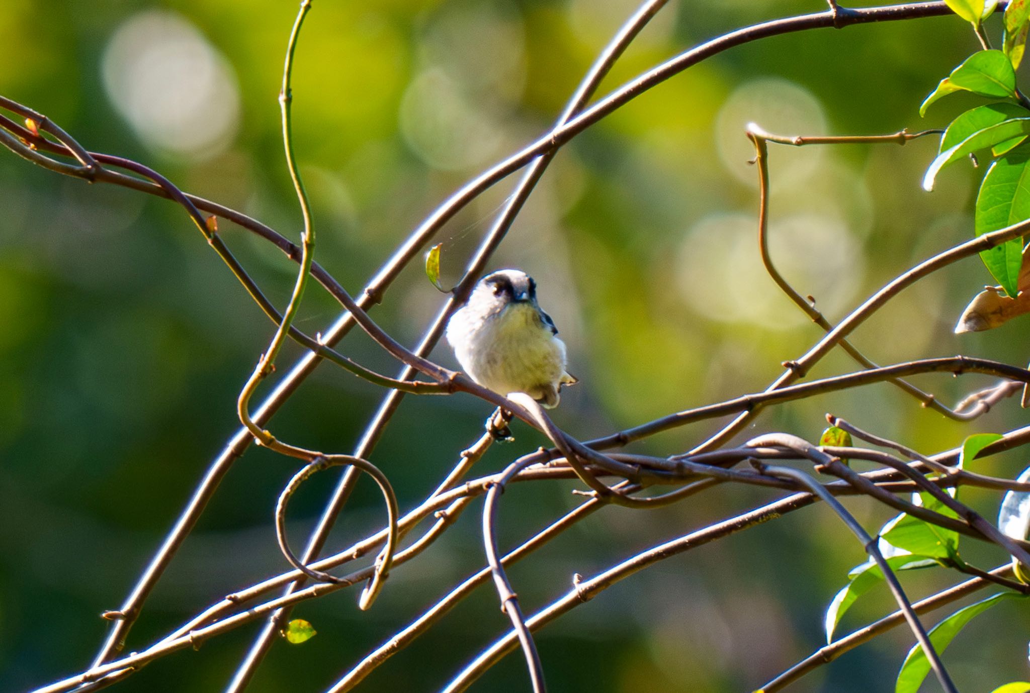 Photo of Long-tailed Tit at 田浦梅の里 by room335@bell.ocn.ne.jp