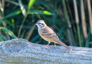 Meadow Bunting 田浦梅の里 Wed, 11/8/2023