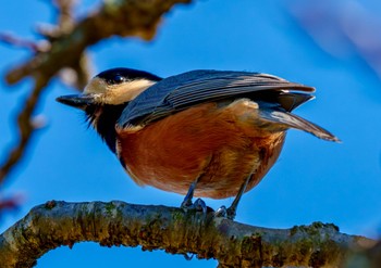 Varied Tit 田浦梅の里 Wed, 11/8/2023