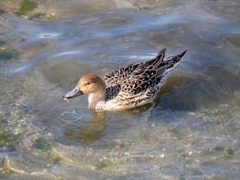 2023年11月26日(日) 竹島園地の野鳥観察記録