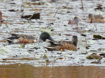 2023年11月26日(日) 見沼自然公園の野鳥観察記録