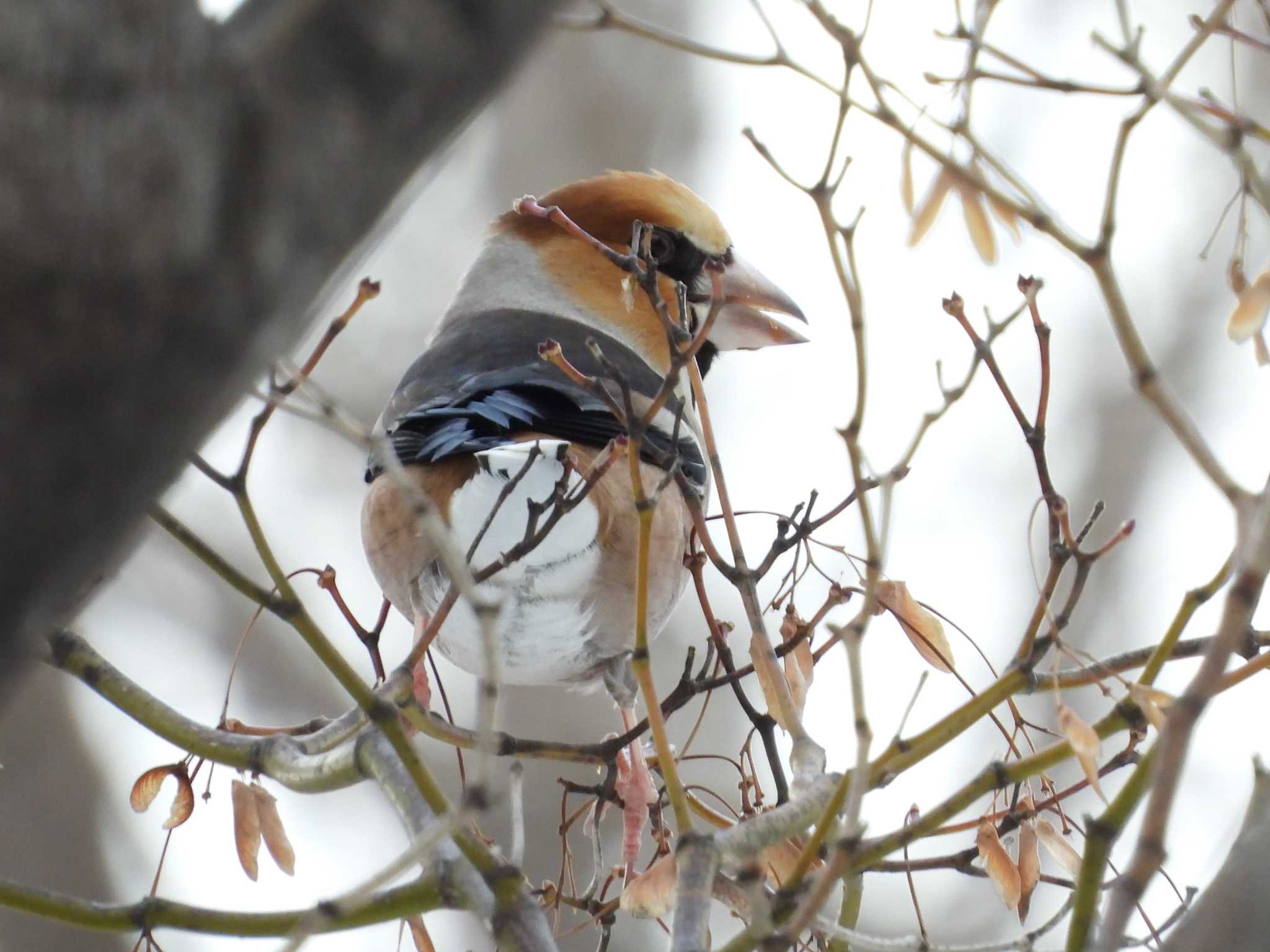 Hawfinch