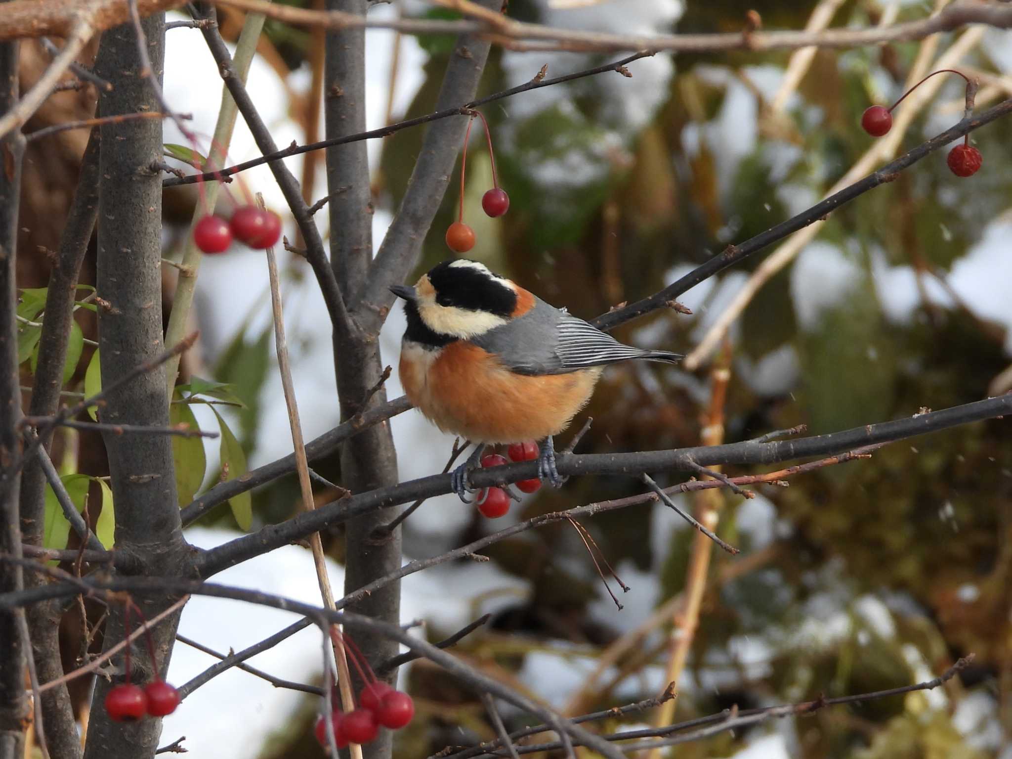 Photo of Varied Tit at 中島公園 by ゴト