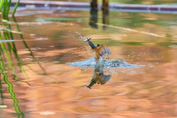 2023年11月26日(日) 大阪府の野鳥観察記録