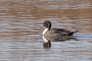 Northern Pintail 島田川河口(山口県) Sun, 11/26/2023