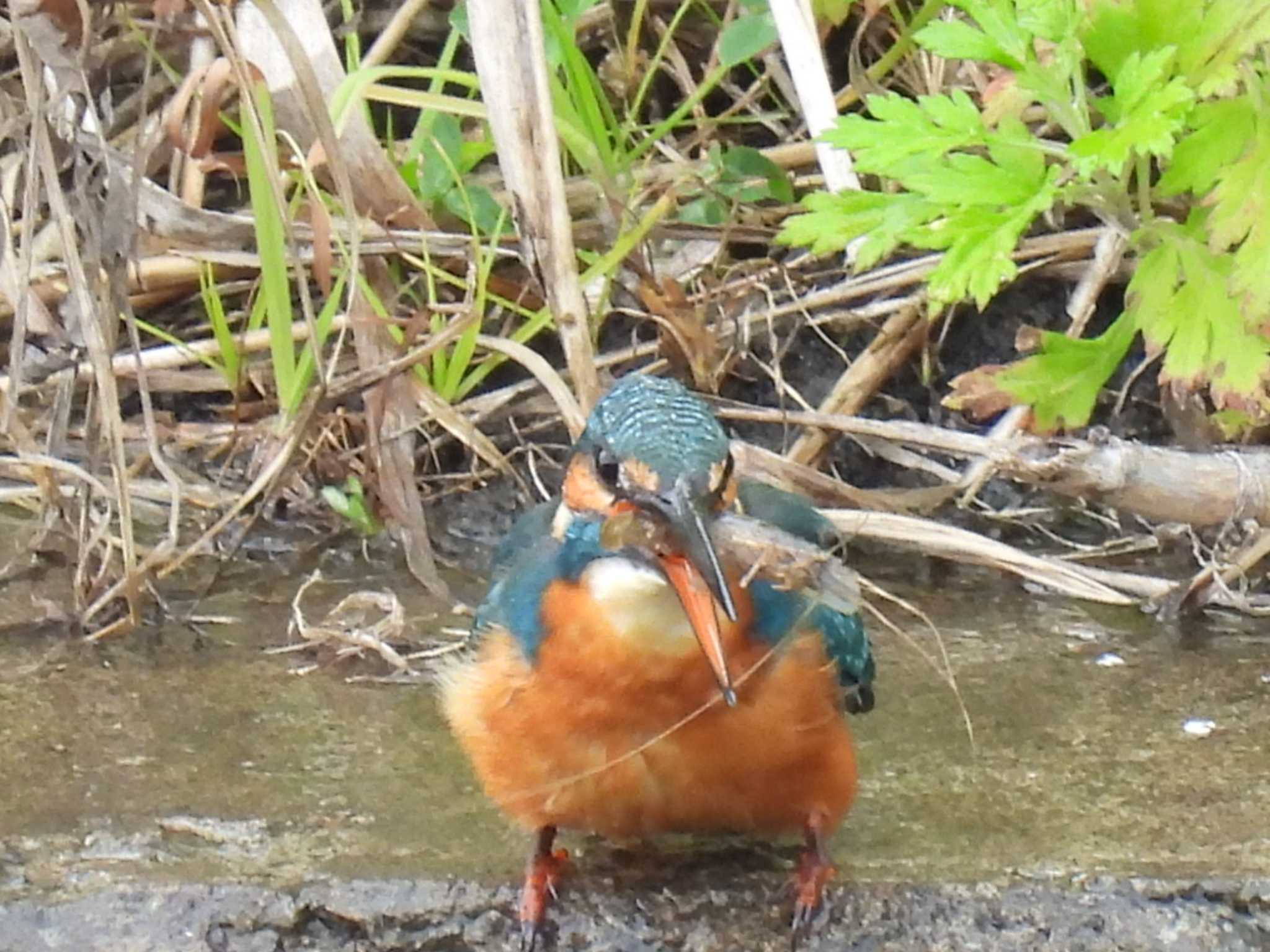 カワセミ