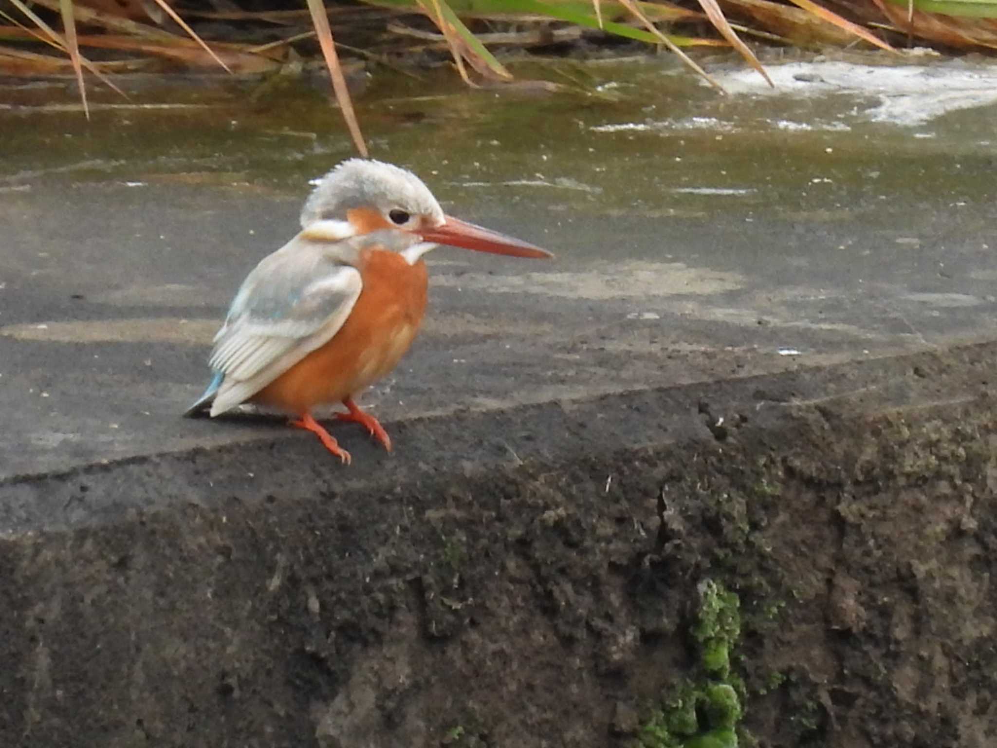 カワセミ