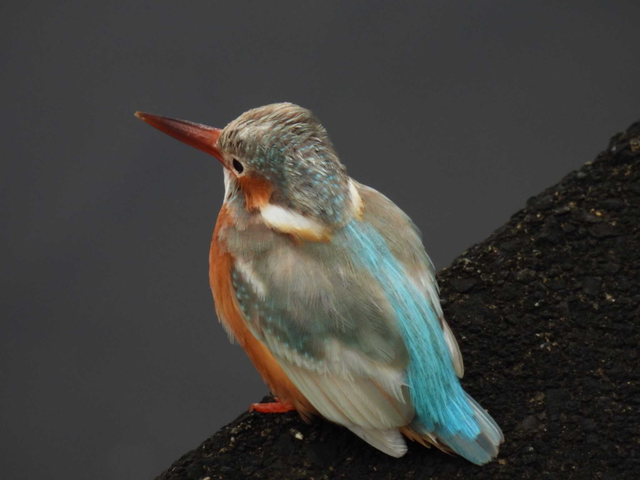 Common Kingfisher