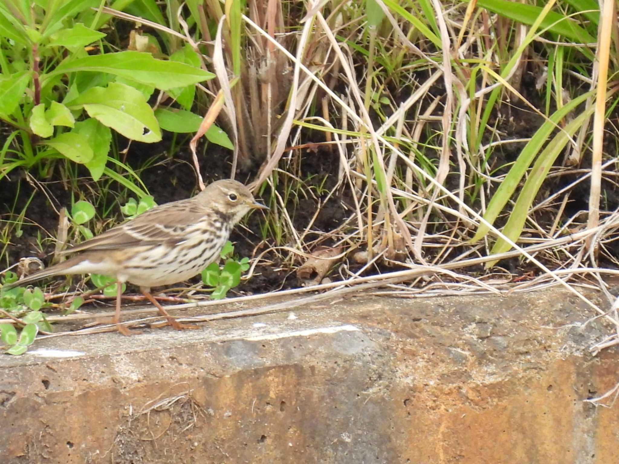 Photo of Olive-backed Pipit at 柏尾川 by カズー