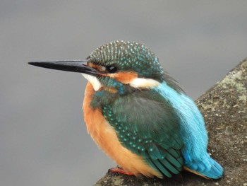 Common Kingfisher 柏尾川 Sun, 11/26/2023