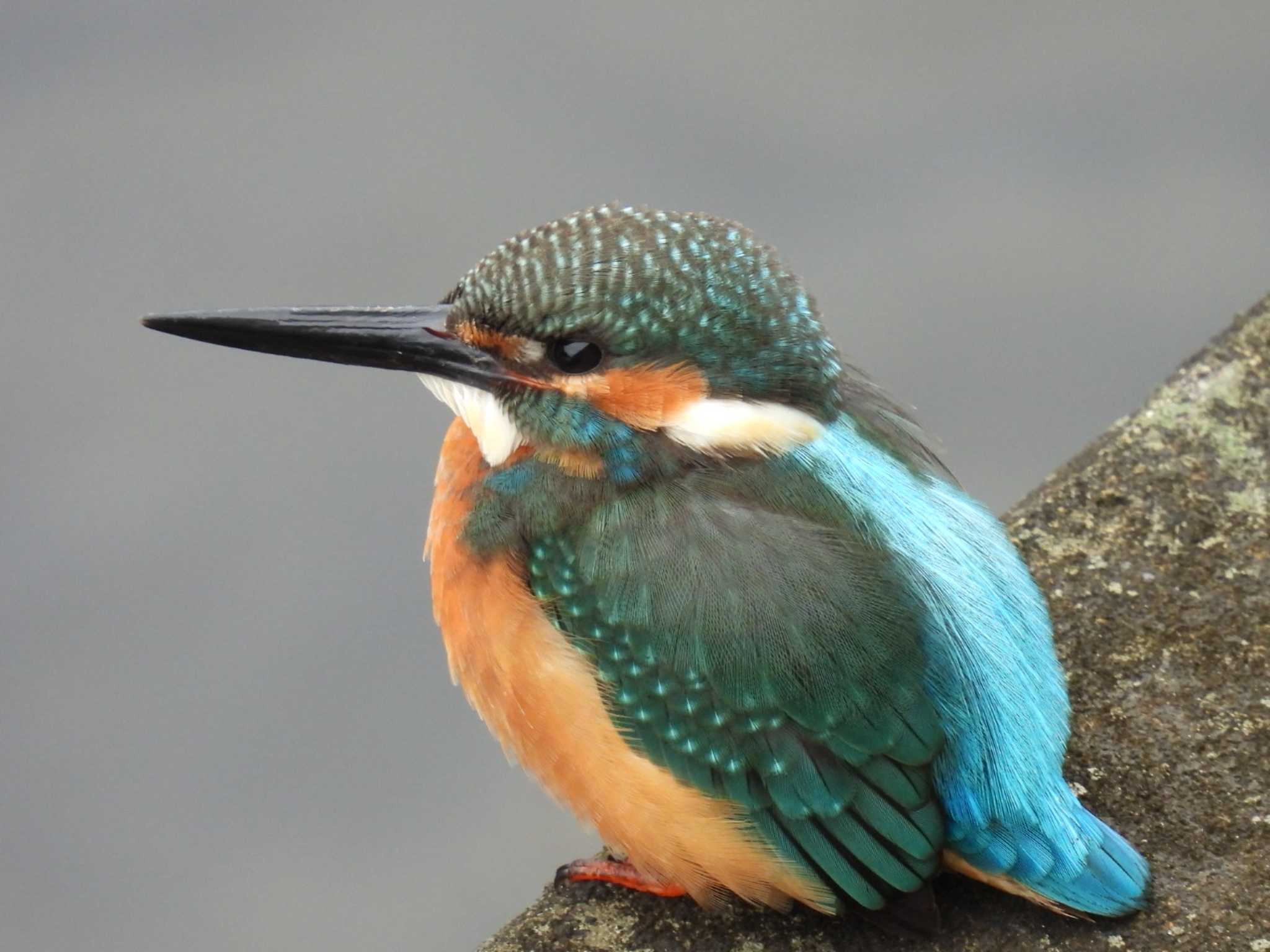 Photo of Common Kingfisher at 柏尾川 by カズー