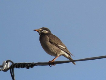 White-cheeked Starling 自宅周辺(宮城県) Sun, 11/26/2023