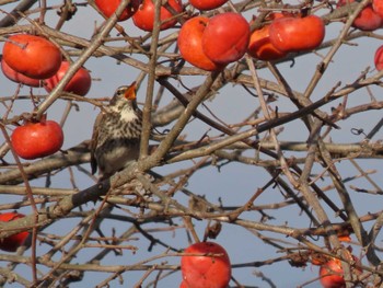 Dusky Thrush 自宅周辺(宮城県) Sun, 11/26/2023