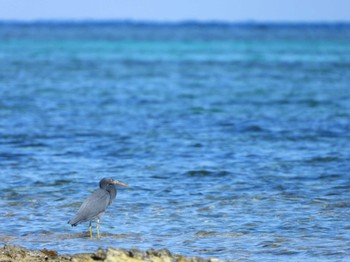 Pacific Reef Heron 竹富島 Wed, 11/22/2023