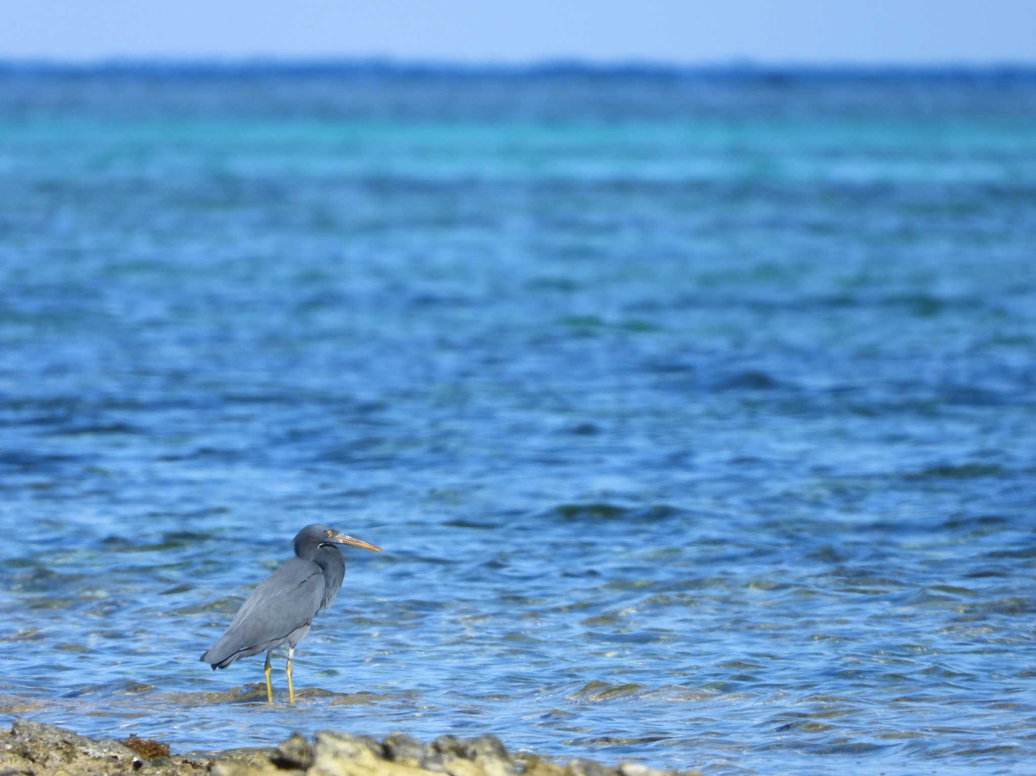 Pacific Reef Heron