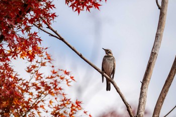 ツグミ 京都府立植物園 2023年11月26日(日)