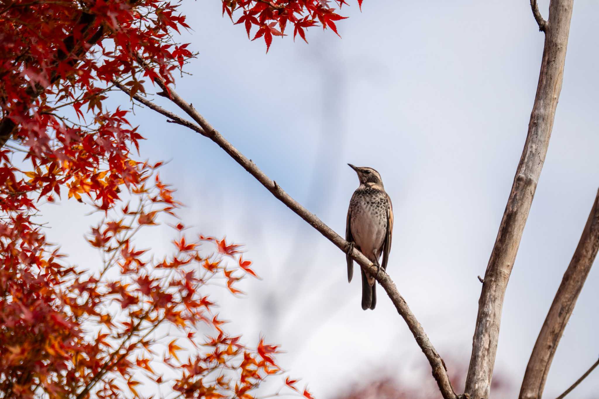 京都府立植物園 ツグミの写真 by chez 