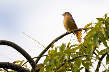 ジョウビタキ 京都府立植物園 2023年11月26日(日)