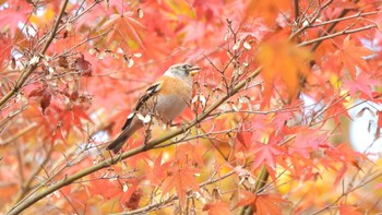 アトリ 滋賀県朽木 2023年11月23日(木)