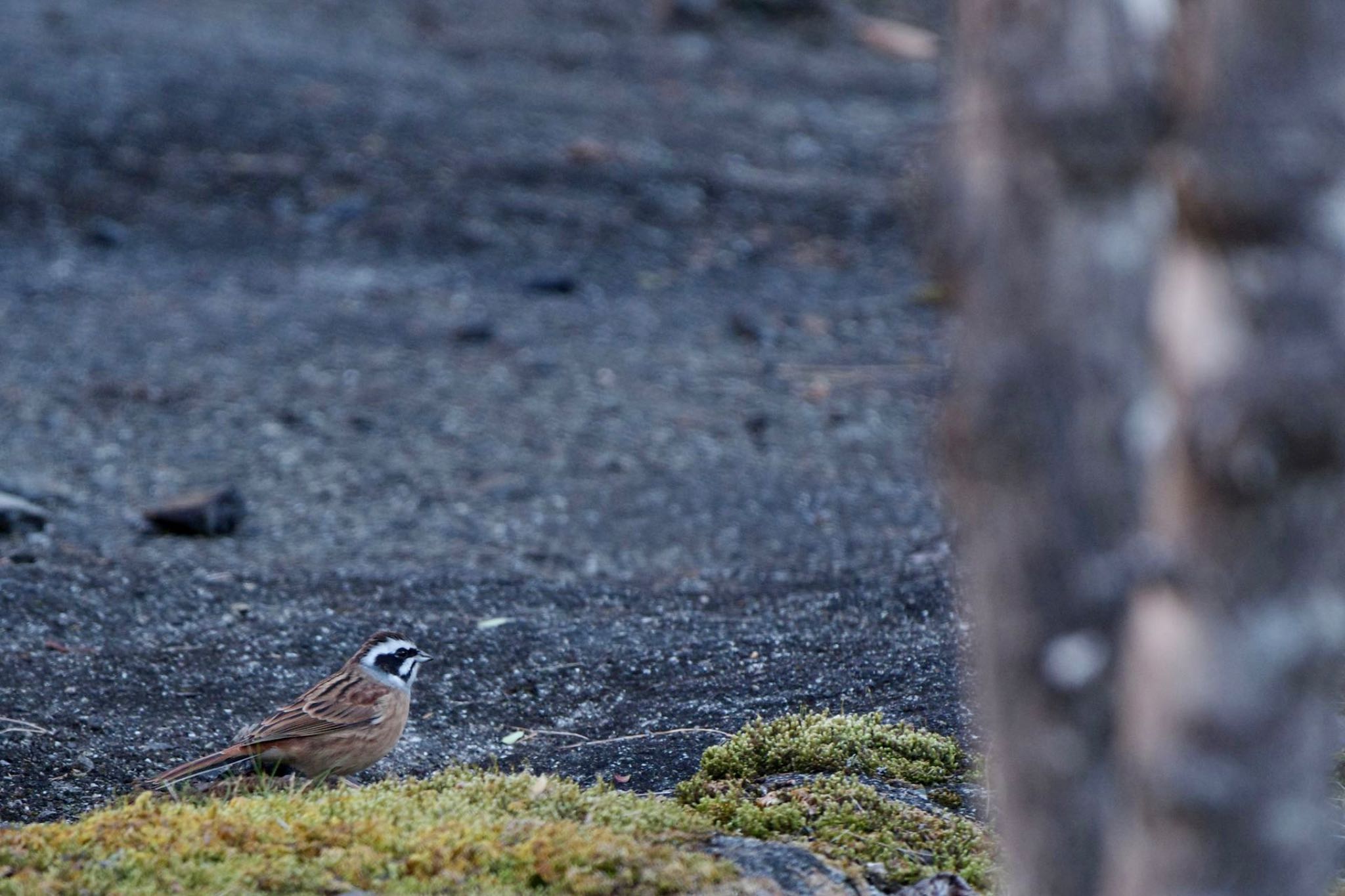 Photo of Meadow Bunting at ふかしろ湖 by 關本 英樹