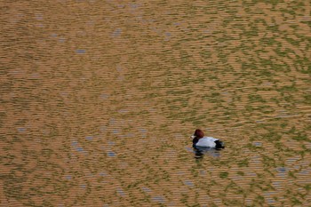 2023年11月25日(土) ふかしろ湖の野鳥観察記録