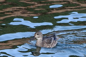 2023年11月23日(木) 河口湖の野鳥観察記録