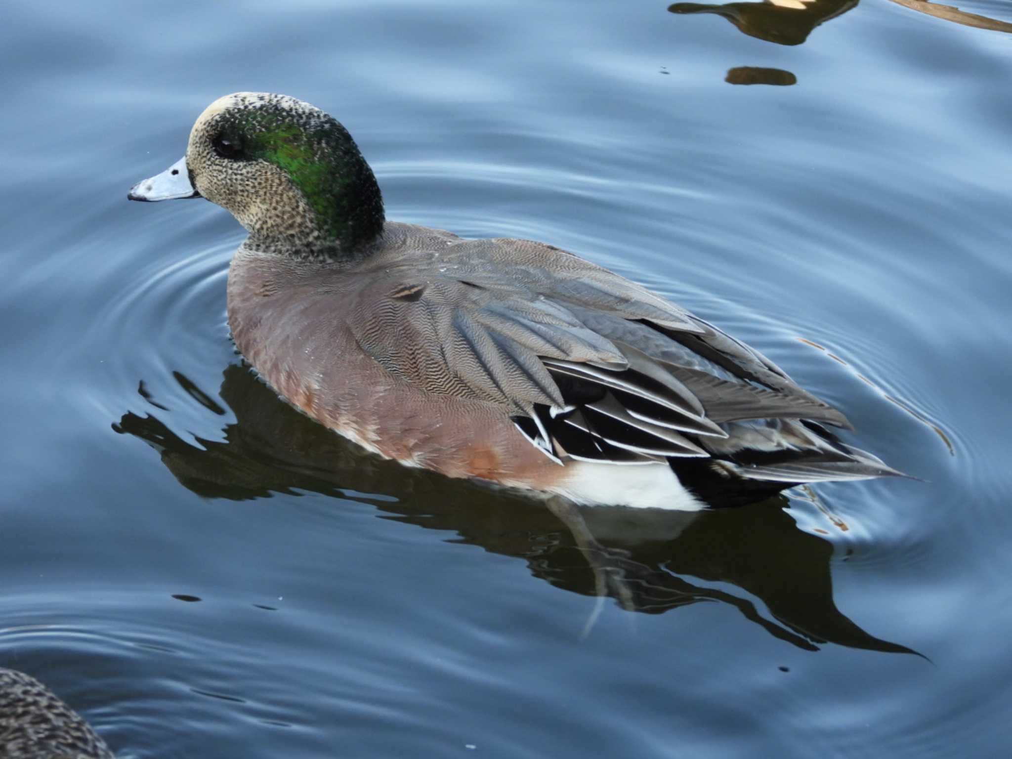 Photo of American Wigeon at 岡山深山公園 by タケ