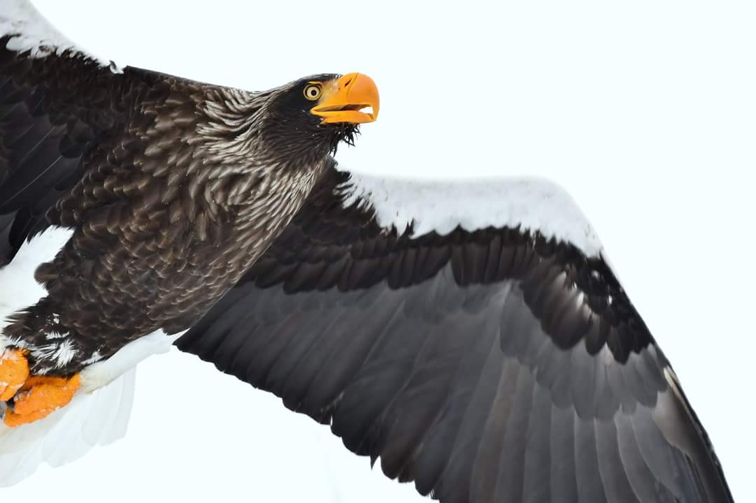 Steller's Sea Eagle